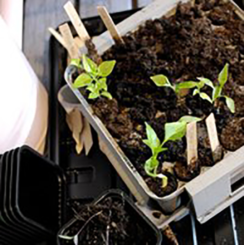 Nelson Garden Mini-Gewächshaus Pluggbox, Keimset für 49 Pflanzen für den Anbau von Setzlingen